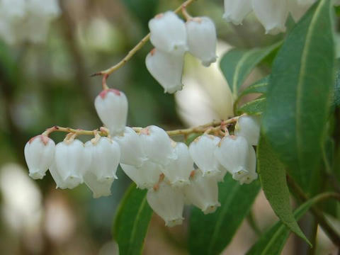 馬酔木（アセビ）