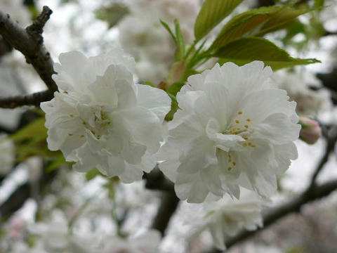 八重の大島桜（ヤエノオオシマザクラ）