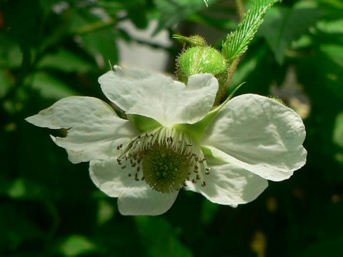 琉球薔薇苺（リュウキュウバライチゴ）