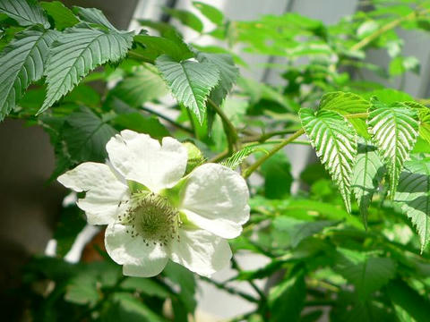 琉球薔薇苺（リュウキュウバライチゴ）