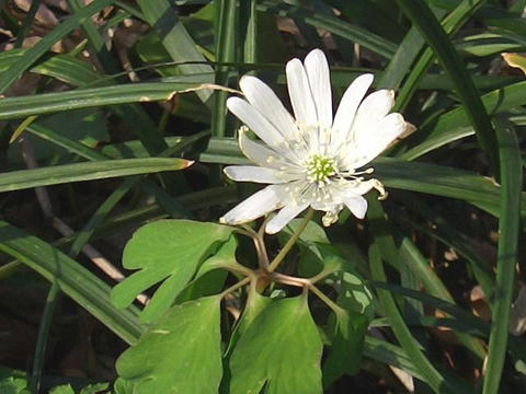 東一華（アズマイチゲ）