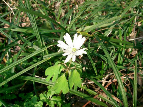 東一華（アズマイチゲ）