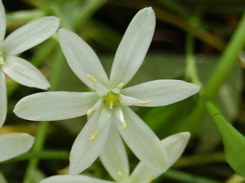 大甘菜（オオアマナ）