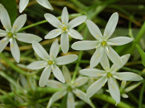 大甘菜（オオアマナ）