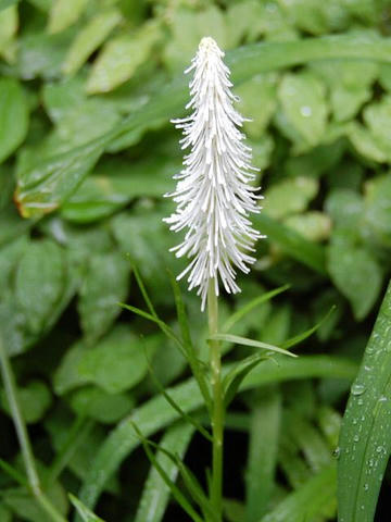 白糸草（シライトソウ）