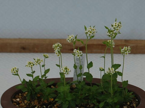 藻岩薺（モイワナズナ）
