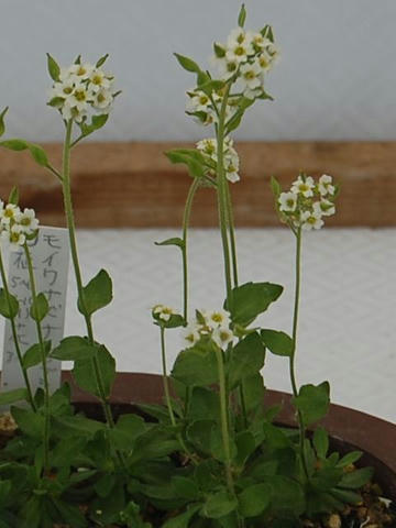 藻岩薺（モイワナズナ）