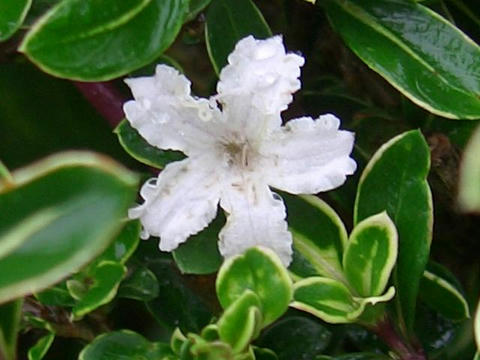 白丁花（ハクチョウゲ）
