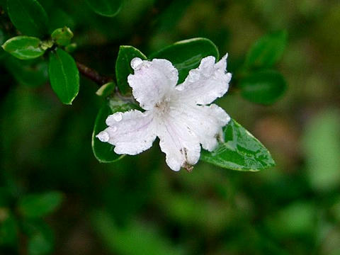 白丁花（ハクチョウゲ）