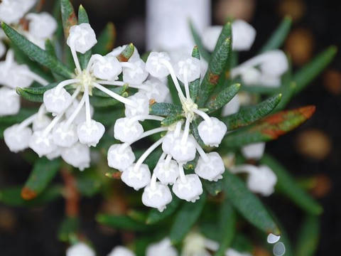 白花姫石楠花（シロバナヒメシャクナゲ）