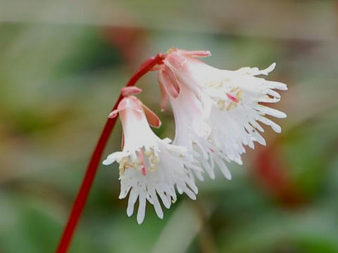 白花岩鏡（シロバナイワカガミ）