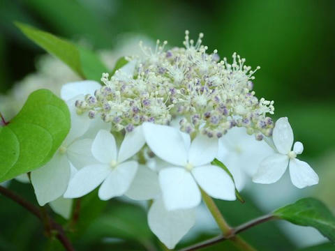 天城甘茶（アマギアマチャ）