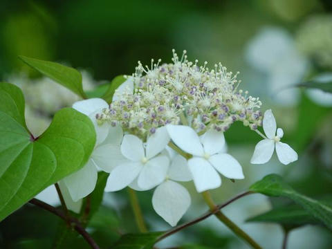 天城甘茶（アマギアマチャ）