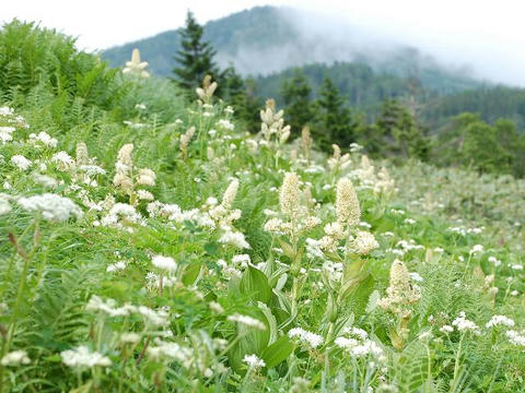 小梅蕙草（コバイケイソウ）