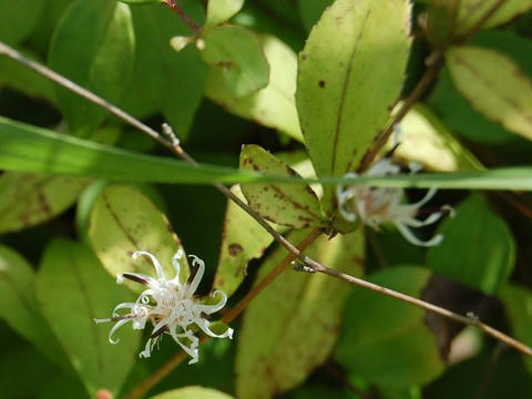 長葉の高野箒（ナガバノコウヤボウキ）