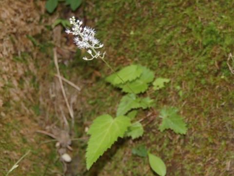 一葉升麻（ヒトツバショウマ）