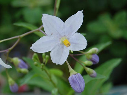 蔓花茄子（ツルハナナス）