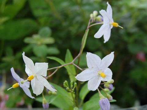 蔓花茄子（ツルハナナス）