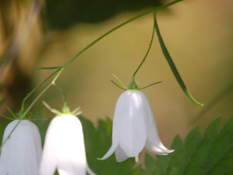 白花岩沙参（シロバナイワシャジン）