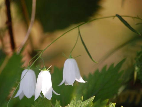 白花岩沙参（シロバナイワシャジン）