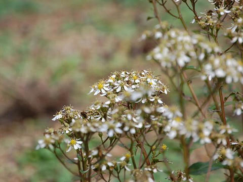 浜白山菊（ハマシラヤマギク）