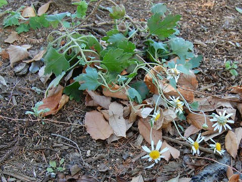 吐喝喇野菊（トカラノギク）