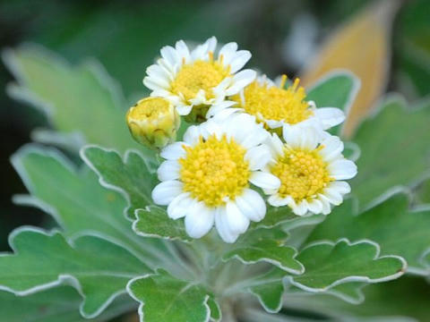 花磯菊（ハナイソギク）