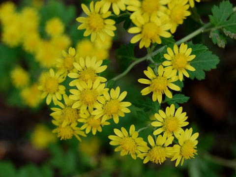 泡黄金菊（アワコガネギク）