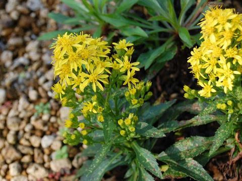 浜秋の麒麟草（ハマアキノキリンソウ）