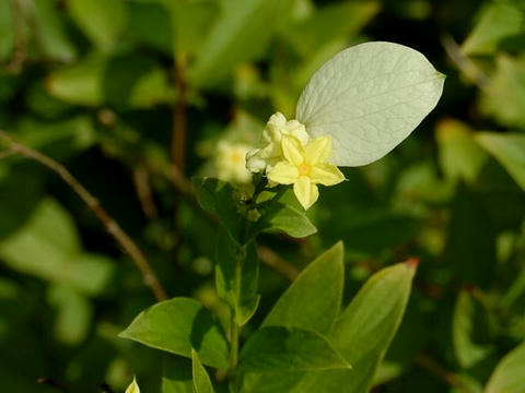 崑崙花（コンロンカ）