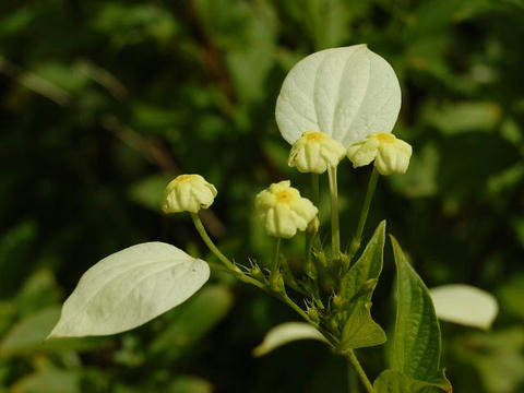 崑崙花（コンロンカ）