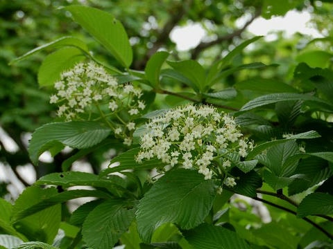 胡麻木（ゴマギ）