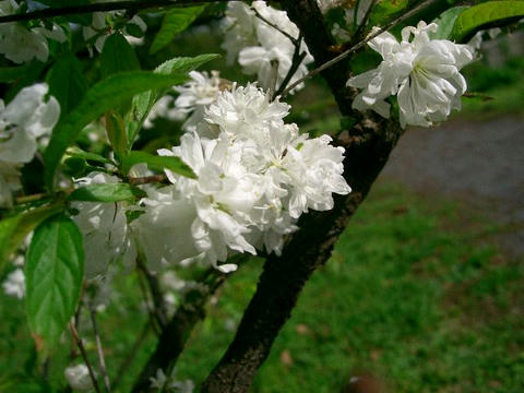 庭桜（ニワザクラ）