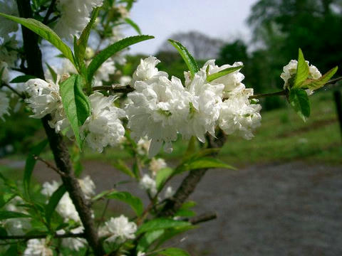 庭桜（ニワザクラ）