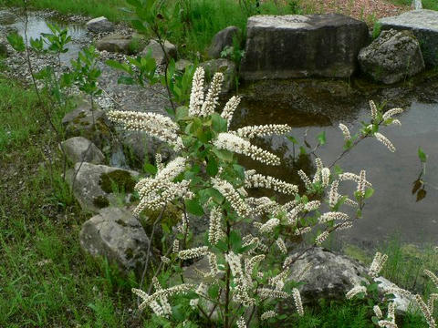 木葉の随菜（コバノズイナ）