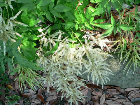 島山吹升麻（シマヤマブキショウマ）