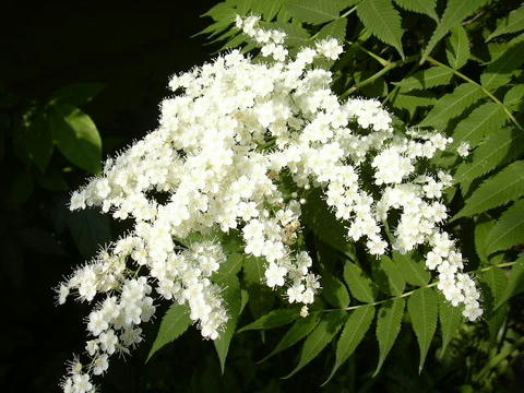穂咲き七竈（ホザキナナカマド）