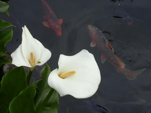 オランダ海芋（オランダカイウ）