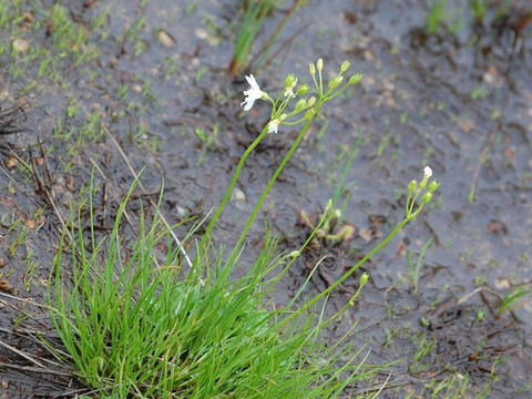 雛桜（ヒナザクラ）