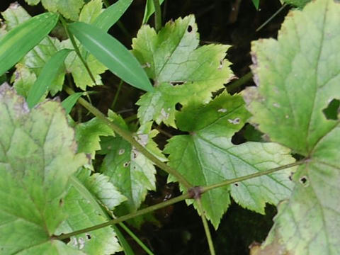 鬼瞼升麻（キケンショウマ）