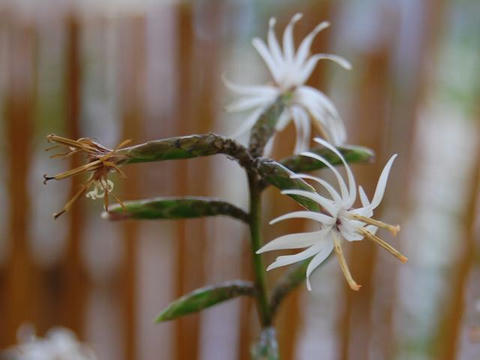 紅葉白熊（モミジハグマ）