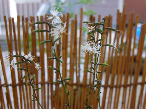 紅葉白熊（モミジハグマ）