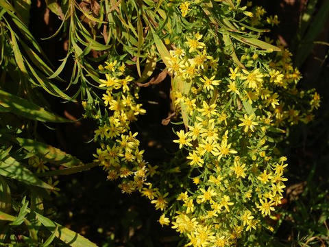 青柳花（アオヤギバナ）