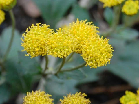 紀伊潮菊（キイシオギク）