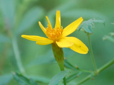 バルサム菊（バルサムギク）