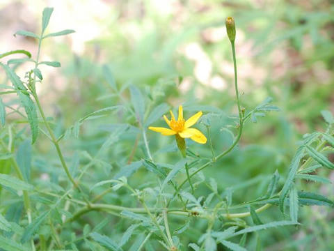 バルサム菊（バルサムギク）