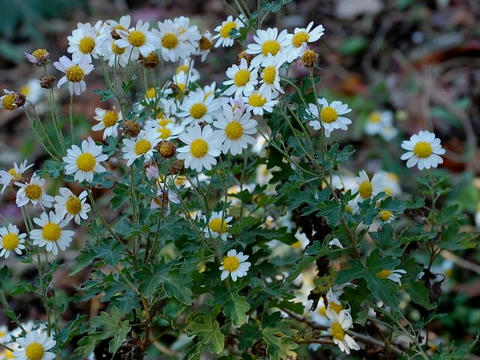 若狭浜菊（ワカサハマギク）