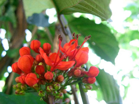紅花臭木（ベニバナクサギ）
