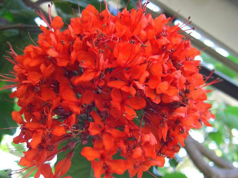 紅花臭木（ベニバナクサギ）