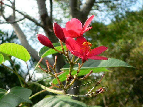 鉾葉提琴桜（ホコバテイキンザクラ）
